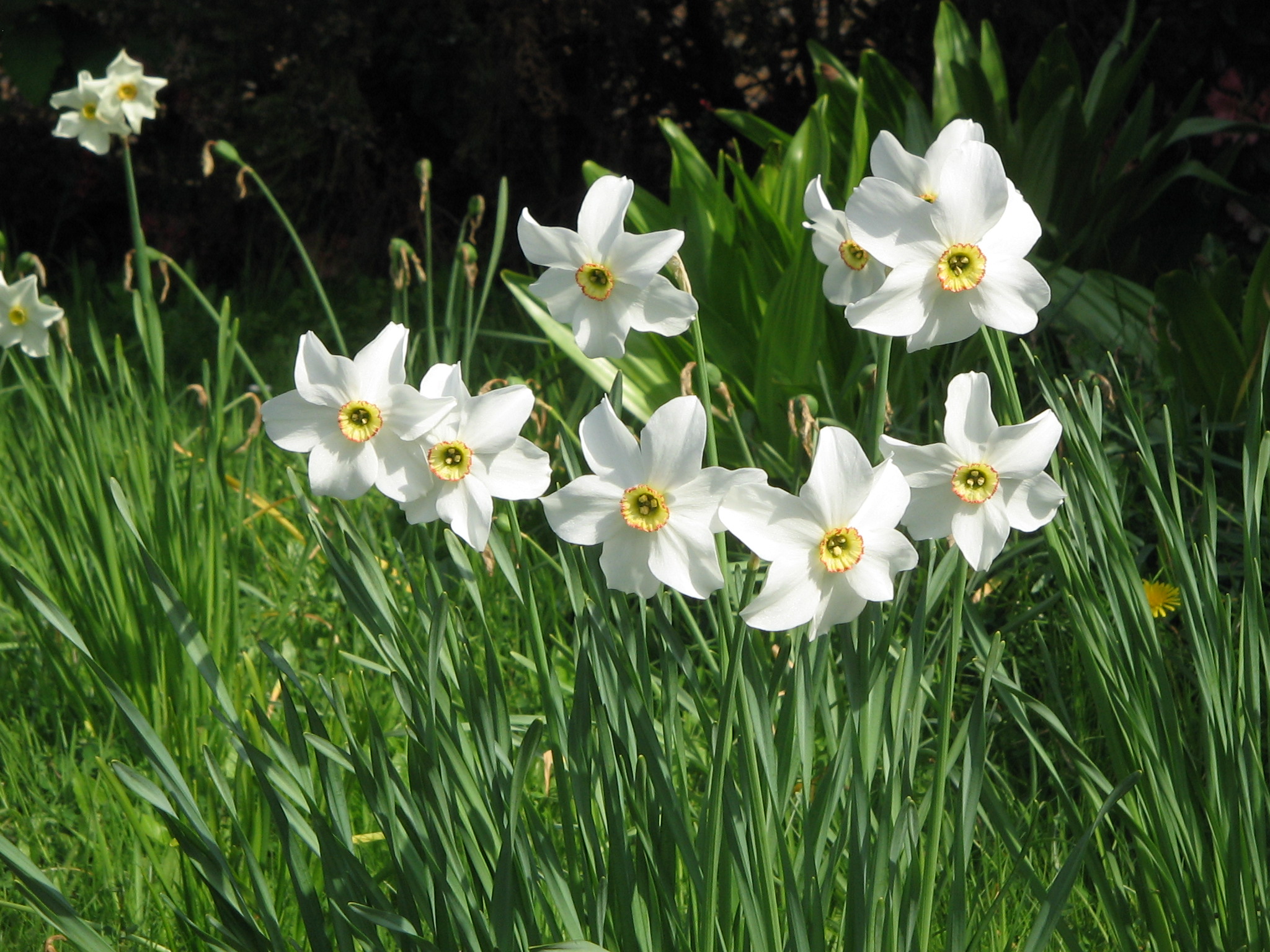 Narcissus poeticus